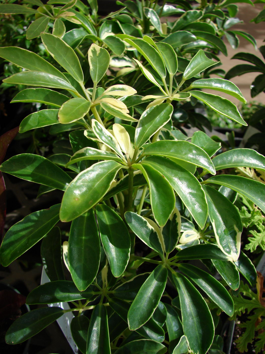 Schefflera Arboricola